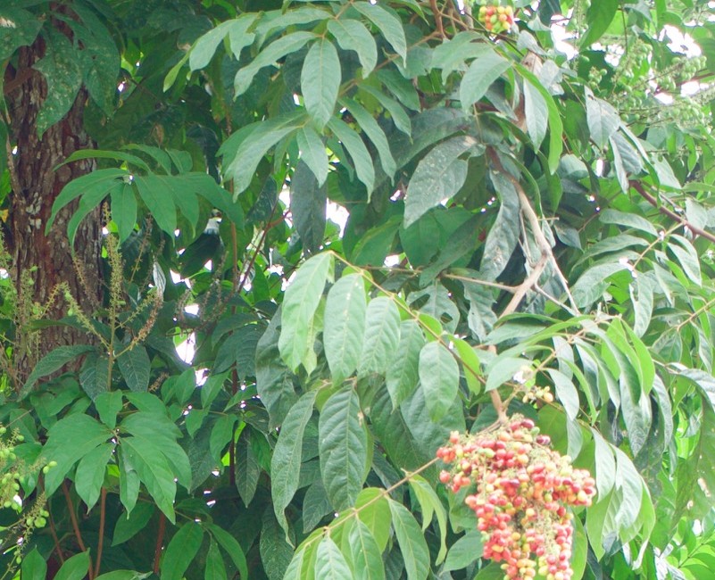P1020937