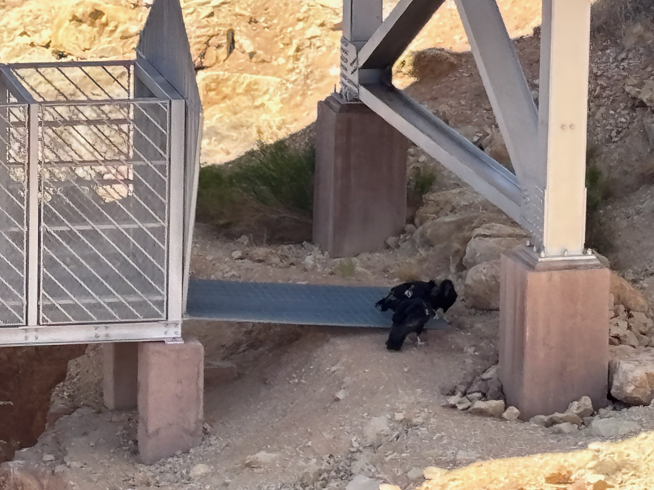 Three Condors