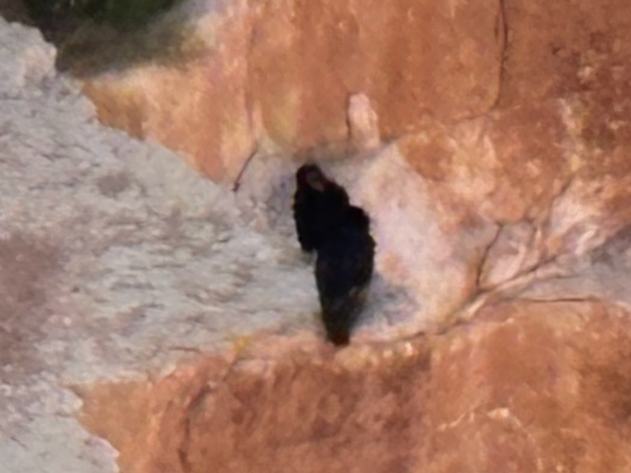 Two Condors